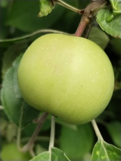 A close-up, eye-level shot captures a single, unripe green apple hanging from a branch amidst blurred green foliage. The apple is the primary subject, dominating the center of the frame. It is round and smooth with a faint dusting of small, lighter-colored spots scattered across its surface. A thin, reddish-brown stem connects the apple to a thicker, darker branch, which is partially visible at the top center of the image. Several blurred green leaves and a twig are also present in the background, creating a soft bokeh effect that emphasizes the apple. The overall lighting suggests an outdoor, daytime setting, likely in a natural environment like an orchard or garden. The image is a static, documentary-style photograph with no discernable human presence or activity.