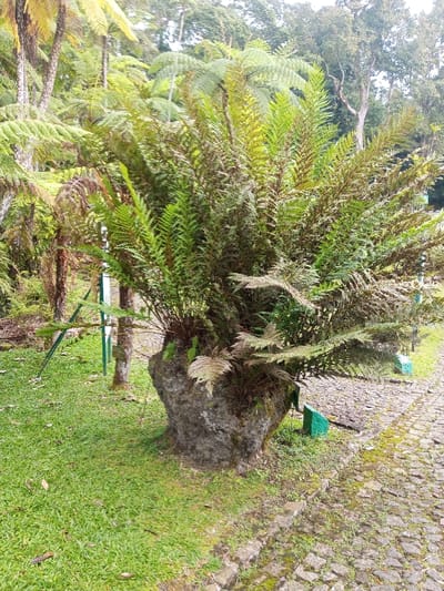 This image captures a lush botanical scene in Pachmarhi, India. A prominent cluster of ferns, displaying both vibrant green and reddish-brown fronds, grows from an irregular, moss-covered grey rock formation located centrally in the foreground. To the left of this central plant, a manicured green grass lawn extends. To the right, a cobbled pathway, composed of various grey stones with inter-stone moss growth, runs diagonally into the midground. A small, angled, green marker is visible on the grass immediately adjacent to the pathway on the right. In the midground and background, numerous taller tree ferns with distinct fibrous trunks and broad fronds are present, interspersed with other dense forest trees, forming a layered green backdrop. Thin, vertical green support poles are partially visible amongst the vegetation on the left side of the frame. No human figures or animals are present. The scene is illuminated by ambient daylight.