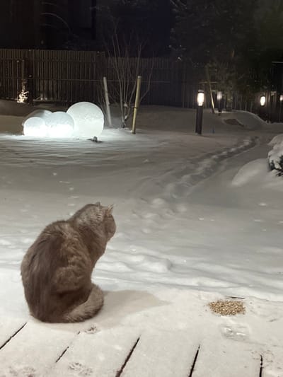 This vertical image captures a tranquil winter night scene in Finskiy Briz, Russia. The foreground and much of the ground are covered in a thick, undisturbed layer of fresh white snow.
The main subject is a domestic cat, medium-sized with light brown to greyish-tan fur, positioned in the lower right portion of the frame. The cat is sitting calmly in the snow, its back mostly turned towards the viewer, with its head slightly raised and facing towards the left side of the image, appearing to observe something out of frame. Its tail is curled around its body.
To the upper right of the cat, a small pile of birdseed or grain is visible on the snow. Faint tracks or paw prints can be seen in various spots across the snowy surface.
The background is dark, indicating nighttime, with several artificial light sources illuminating parts of the scene. Two warm-toned pathway lights on poles punctuate a snowy path that recedes into the distance. To the left, three glowing, spherical decorative lights, resembling ice balls or snow globes, are arranged in a cascading pattern, adding an ethereal glow to the snow-covered landscape. Beyond these, bare tree branches and a dark wooden fence or structure are vaguely discernible against the night sky. The overall scene conveys a sense of peaceful quietude on a cold, snowy night. No text is visible in the media file.
