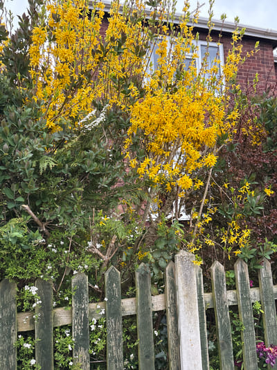 The image shows a vibrant scene of nature intertwined with human structures, likely captured in Longden, United Kingdom. The focal point is a bush laden with bright yellow flowers, possibly Forsythia, juxtaposed against a section of a weathered, green-painted wooden fence. The fence appears overgrown with various plants, including some with small white flowers. In the background, a portion of a brick building is visible, suggesting a residential setting. The overall impression is one of a garden or yard where nature has been allowed to flourish, blurring the lines between the built environment and the natural world.