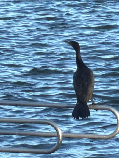 City of Micanopy, United States: A single dark-feathered bird, identified as a cormorant, is perched on a silver-colored metal railing. The bird faces right, with its head turned left and beak pointed slightly upward. Its dark tail feathers are fanned. Two parallel horizontal metal rails with visible curved sections are in the foreground, with the bird on the upper rail. The background is a body of water with numerous small ripples across its surface. No individuals are present.