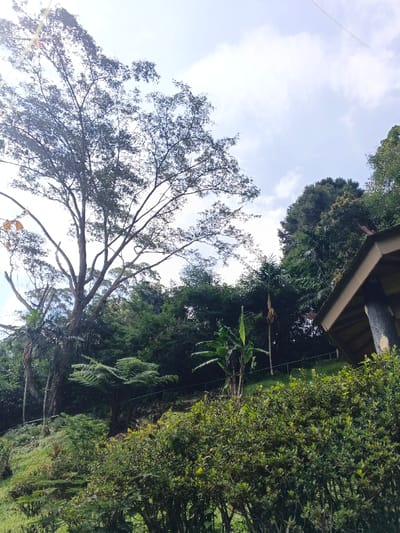The image displays an outdoor, natural landscape located in Masulog, Philippines, under a bright, partly cloudy sky. The foreground consists of dense, green leafy shrubs and bushes situated on a gentle upward slope. In the midground, the terrain continues to rise, covered extensively with a variety of green tropical vegetation, including prominent ferns, a banana plant with large leaves on the right, and numerous other trees and dense foliage forming a continuous green canopy. A large, tall tree with an extensive network of branches and sparse leaves is silhouetted against the sky, dominating the left side of the frame. In the upper-right quadrant, a portion of an elevated structure is visible, featuring a light-colored roof with a dark edge and a visible support column designed to resemble a tree trunk. The sky is light blue with scattered white clouds, and direct sunlight is evident from the upper-left, creating a bright illumination across the scene. No individuals, animals, or explicit actions are observed.