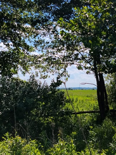 The image depicts a sun-dappled rural landscape in Matyashivka, Ukraine, viewed through the canopy of trees. In the foreground, lush green foliage and tall grasses dominate the lower portion of the frame, with a visible wooden fence or fallen branch traversing the middle ground. A dark tree trunk, with visible bark texture, stands prominently on the right side of the image. Beyond the immediate vegetation, a bright green field stretches towards the horizon, under a blue sky dotted with white clouds. The overall impression is one of natural abundance and tranquility on a sunny day.