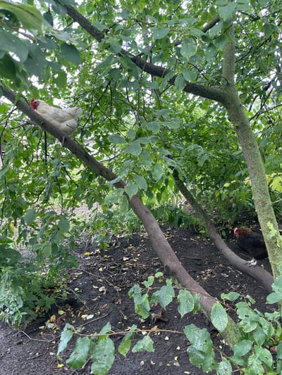 In the village of Verkhneye Kazachye, Russia, a white hen is perched on a tree branch, surrounded by lush green foliage. On the ground below, a dark-colored hen stands near a fallen tree trunk. The scene is set in a natural outdoor environment with dirt, leaves, and branches covering the ground.