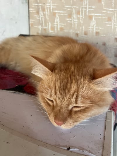 An orange tabby cat is sleeping curled up on a surface that appears to be a shelf or a piece of furniture. The cat's eyes are closed, and its head is resting on its paws or a patterned cloth. The background shows a textured wall with a repeating pattern. The scene appears to be indoors, in a domestic setting. The location of Яново-Грушевский, Russia is not discernible from the image itself.