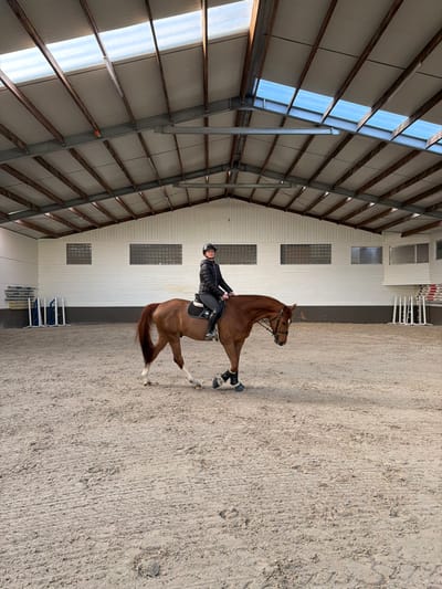 An indoor equestrian arena in Enghien, Belgium, features a young female rider mounted on a bay or chestnut horse. The rider wears a black padded jacket, black breeches, tall black boots, and a black riding helmet. The horse, equipped with a bridle, saddle, dark saddle pad, and protective boots on its front hooves, exhibits white markings on its lower left foreleg and lower right hind leg. It is positioned slightly right of center, appearing to be walking or slowly trotting, with its head lowered and turned slightly left. The arena floor is sand. The background includes white paneled walls with three rectangular glass block windows on the left, and various stacked equestrian obstacles and poles along the perimeter, including a white and red striped platform section on the far right. The ceiling is constructed with exposed metal and wooden beams and multiple transparent skylight panels.