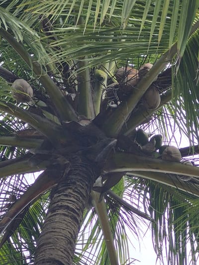 This is a low-angle shot taken in Huraa, Maldives, focusing on the trunk and fronds of a coconut palm. Several coconuts, in varying stages of ripeness (some green, some brown), are visible clustered near the base of the fronds. The trunk is textured with horizontal rings. The fronds are predominantly green. The sky is visible through gaps in the foliage.