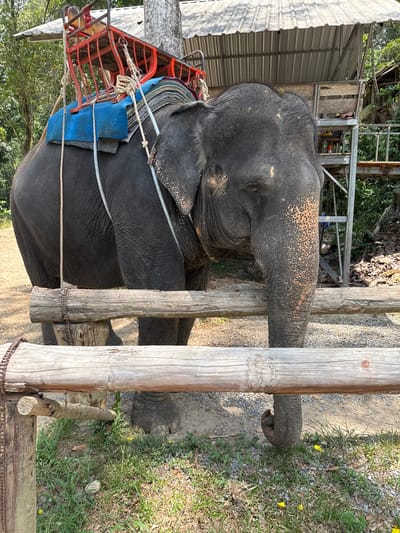 An elephant, saddled with a blue and red seat for riders, stands by a wooden fence in Tambon Song Phraek, Thailand. The elephant's trunk rests on one of the fence posts. Adjacent to the fence is a patch of grass and scattered yellow flowers. In the background, a metal structure and trees are visible.