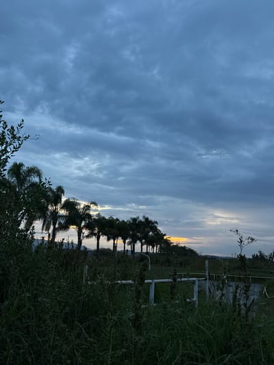 This image captures an outdoor scene at either dawn or dusk in El Paraíso, Mexico, characterized by low light conditions. The sky occupies approximately two-thirds of the frame and is heavily overcast with dark gray and blue clouds. A horizontal band of bright orange-yellow light is visible on the horizon, positioned behind a row of trees, indicating the sun's location.

The foreground is dominated by dense, unkempt green vegetation, including tall grasses and weeds, which obscures the lower portion of the scene. In the midground, a linear arrangement of approximately fifteen to twenty mature palm trees stands silhouetted against the illuminated horizon. Below these trees and partially obscured by the foreground foliage, a white, multi-bar fence or railing structure is visible. To the right of this fence, a gray, indistinct concrete structure, possibly a channel or barrier, is also present. The distant background on the right reveals a faint outline of elevated terrain. No individuals are visible, and no specific actions or interactions are depicted.