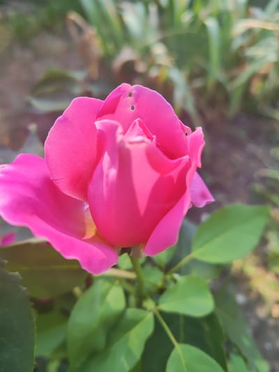 A bright pink rose is in full bloom, with its petals unfurled and facing slightly to the left of the camera. The rose is the primary subject, with the background softly blurred, showing hints of green foliage and brown earth. The lighting suggests it's daytime, possibly morning or late afternoon, as sunlight casts shadows on the petals. The image appears to be an outdoor shot, focusing on the natural beauty of the flower.