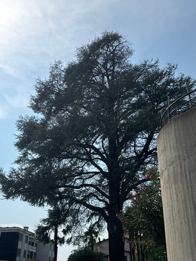 The photograph captures a large, mature tree in Balerna, Switzerland, silhouetted against a pale blue sky with scattered clouds. To the right of the tree, a portion of a tall, cylindrical concrete structure is visible, topped with a railing. In the background, to the left, a multi-story building with white and dark facades is partially obscured by the tree's foliage. Lush green foliage with clusters of pink flowers is also visible in the lower right portion of the image. The scene is devoid of any visible human presence.