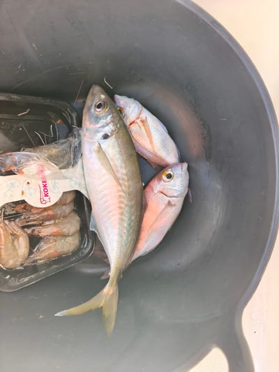 The image displays a dark grey, smooth-sided plastic bucket containing assorted seafood items. Positioned lengthwise in the bucket is a single large, slender fish, iridescent silvery-grey with pink and green undertones, featuring a large eye with a dark pupil and yellowish iris, and a yellow tail with a white tip. Adjacent to its head are two smaller, reddish-pink fish, each exhibiting a prominent eye with a dark pupil and yellow iris. To the left of the large fish, a clear plastic tray holds several uncooked shrimp, which appear greyish-pink. The shrimp are partially covered by a plastic film and a paper label displaying a shrimp illustration and the text "KOKEMAR" in red and black. The interior of the bucket shows minor scuffs and marks. The scene depicts freshly acquired or stored seafood within a container in Sueca, Spain. No individuals are present.