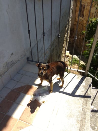 A medium shot captures a small, dark-furred dog standing on a tiled balcony in what appears to be a rural Italian setting, possibly in the vicinity of Valle Castellana, Italy. The dog is facing the camera, with its head slightly tilted. The balcony floor is tiled with a pattern of light and dark squares. To the left, a textured wall is visible, and to the right, a metal railing separates the balcony from a lower area with vegetation and stone structures, including a building with a wooden-shuttered window. Sunlight casts strong shadows across the scene, highlighting the dog and parts of the balcony. A crumpled white plastic bag lies on the ground near the dog. The overall atmosphere is one of a sunny, possibly warm day.