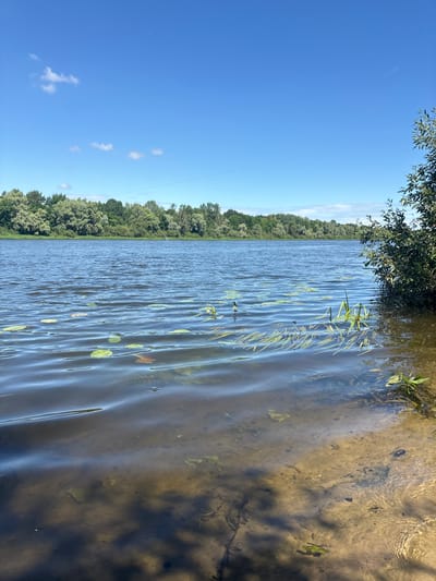 A wide, calm river dominates the foreground and mid-ground of the image. The water is a deep blue, reflecting the clear sky above. Several lily pads are visible floating on the surface, along with some submerged aquatic vegetation. The riverbed is visible in the shallow areas near the sandy bank, with small rocks and plant debris. On the right side of the image, a dense cluster of green foliage from a tree overhangs the water. Across the river, a continuous line of lush green trees forms the far bank. The sky is a bright, cloudless blue, with a few wispy white clouds visible in the distance. The overall impression is a serene natural landscape. The scene is located in the vicinity of Цярэшкавіцкі сельскі Савет, Belarus.