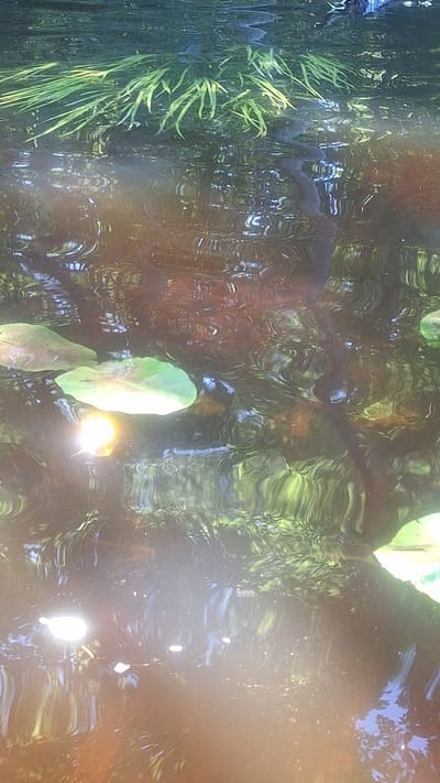 The media file shows a distorted reflection on water, likely a pond or lake, with ripples distorting the view. Green, thin, blade-like vegetation is visible on the left side, suggesting it's growing from the bank or submerged. Several lily pads, or similar aquatic plant leaves, are floating on the surface. One prominent lily pad in the center of the frame is illuminated by sunlight, appearing bright yellow-green. Another, partially visible lily pad is below it.
The water's surface reflects the surrounding environment, creating abstract patterns of light and shadow. The reflections suggest trees and sky, with hints of blue from the sky and various shades of green and brown from foliage and possibly the pond's bottom. There are also bright spots of light reflecting on the water, possibly from the sun.
The overall impression is a tranquil, natural scene. The time of day appears to be daytime, likely sunny, given the bright reflections and illumination of the lily pads. The location context provided is Mazpīrāgi, Latvia, which is consistent with a natural, potentially rural or park-like setting in that region. There are no visible people, objects other than the natural elements, or text in the media file. The distortion from the water's movement gives the scene a dreamlike or impressionistic quality.