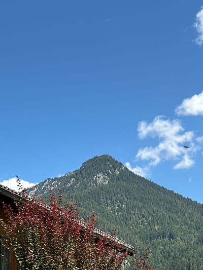 A wide-angle, high-resolution, outdoor, daytime, vertical photograph captures a mountain scene near Bischofswiesen, Germany. The sky is a clear, vibrant blue, punctuated by scattered, fluffy white clouds. In the distance, a majestic, tree-covered mountain dominates the frame. Its slopes are densely packed with dark green coniferous trees, with patches of lighter green and gray rock visible on its rugged terrain. The peak of the mountain appears to be clear of trees. A small, dark bird is captured in flight against the sky, to the right of the mountain. In the foreground, the top of a building with a dark, tiled roof is visible, and a bush with deep red foliage partially obscures the building and the lower part of the mountain. The building appears to be constructed of wood. The lighting suggests a sunny day.
