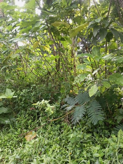 A dense thicket of green vegetation, dominated by various leafy plants and small trees. Tall grasses cover the ground, interspersed with smaller plants. The mid-ground features shrubs with broad leaves, some with holes and damage. Taller, thinner trees with smoother bark rise above the undergrowth. The overall impression is lush and overgrown, indicative of a wild or uncultivated area. Sunlight filters through the upper branches, creating highlights.