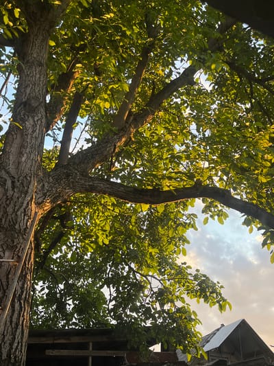 This image captures a low-angle view looking up into the dense canopy of a tree with lush green leaves. The sun, likely in the late afternoon or early evening, casts a warm glow, illuminating the foliage and creating dappled light effects against a hazy sky. The sky itself is partly cloudy, with the clouds appearing soft and diffused, suggesting a calm weather condition.
The foreground is dominated by the rough, textured bark of a large tree trunk, with substantial branches extending upwards and outwards. The leaves are a vibrant green, indicating healthy growth, and they obscure much of the sky, creating a sense of being enveloped by nature. In the upper right portion of the image, a dark, angular structure, possibly a building or part of a roof, intrudes into the natural scene. Its presence introduces a contrast between the organic forms of the tree and the man-made element.
The overall mood is one of tranquility and natural beauty, enhanced by the warm lighting. The perspective from below emphasizes the scale and grandeur of the tree. There are no people or explicit text visible in the image. The location context is Nartkala, Russia, which might suggest the type of tree and the prevailing climate during the time the photo was taken. The scene evokes a sense of a peaceful day, possibly during warmer months, where one might be relaxing outdoors, looking up at the sky through the leaves.