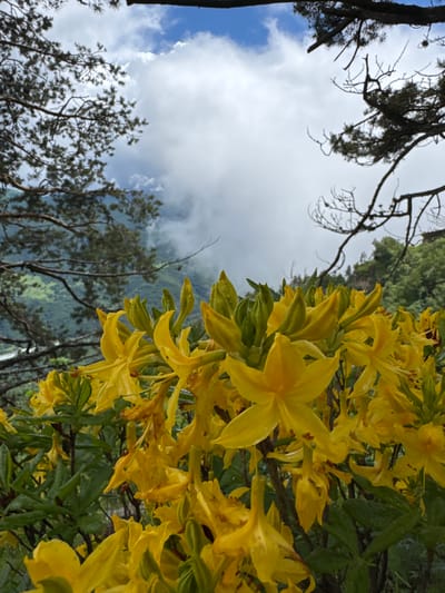A close-up view of bright yellow flowers with green foliage dominates the foreground of this outdoor scene. The flowers are in various stages of bloom, some fully open with delicate petals, while others are still in bud form. The background transitions to a misty mountain landscape with lush green slopes partially obscured by clouds. Evergreen trees with dark branches frame the upper portion of the image, suggesting a natural, possibly mountainous, environment. The sky above is a mix of blue and white clouds. The image appears to be taken in a natural setting, likely a mountainous region such as Нижняя Теберда, Russia, known for its scenic beauty and diverse flora.