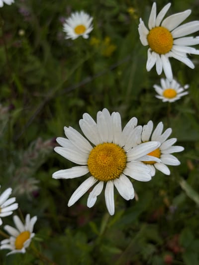 This media file is a close-up, eye-level shot of several white daisies with yellow centers, set against a dark green, out-of-focus background of foliage. The image captures the intricate details of the flowers, including the texture of their petals and the fuzzy centers. 

The lighting suggests it might be a cloudy day or late afternoon, as there are no harsh shadows, and the overall tone is somewhat muted. The focus is sharp on the two large daisies in the foreground, with other daisies appearing smaller and softer in the background, indicating a shallow depth of field. One daisy is positioned in the upper left, angled to the right, and another prominent daisy is in the center, facing slightly towards the viewer. Several other daisies are visible, some blurred and out of focus, scattered throughout the frame. The environment appears to be a natural setting, likely a garden or meadow, with rich green vegetation.

No people are visible, nor is there any text. The scene evokes a sense of natural beauty and tranquility. The location is identified as Kendektamak, Russia.