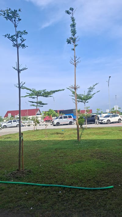 The image depicts an outdoor scene featuring a grassy area in the foreground with a green hose laid out on the ground. In the middle ground, several trees with sparse foliage are planted along a paved area. Beyond the trees, a road is visible with various vehicles, including a silver car, a silver van with "AMBULANCE" written on it, a black SUV, and a white SUV. In the background, a building with a red roof and a blue sky with scattered clouds are present. The overall setting appears to be an urban or suburban environment, possibly a park or a roadside area. The location is specified as Gohor Lama, Indonesia. There are no individuals clearly visible performing any actions within the frame.