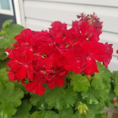 A close-up, eye-level shot captures a cluster of vibrant red geranium flowers in full bloom. Water droplets glisten on the petals, suggesting recent rain or watering. The flowers are surrounded by lush, green foliage, which fills the foreground and mid-ground of the image. In the background, a white, horizontally-sided wall is visible, likely part of a house or building. The overall scene is peaceful and natural, with the focus solely on the beauty of the flowers and their surrounding greenery. The image was taken at the city of Virginia Beach, United States of America.