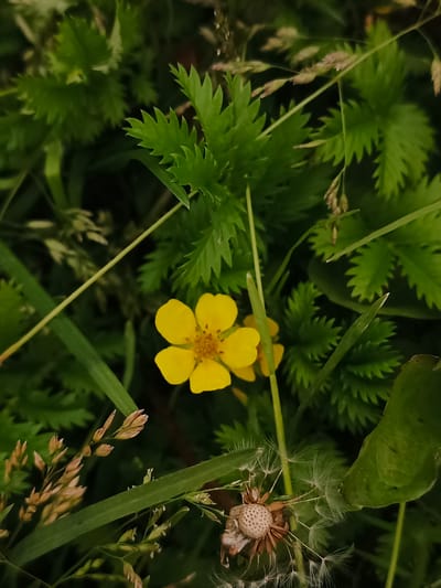 This is a close-up, vertical shot of a yellow flower blooming amidst lush green foliage and grasses. The flower, with five distinct petals and a textured center, is the primary subject. The surrounding leaves are serrated and dark green, creating a rich, natural backdrop. Several blades of grass, some with seed heads, are visible, adding textural variety. In the lower right quadrant, a dried dandelion seed head with delicate wisps of fluff is present, suggesting a transition of seasons or a natural cycle.

The lighting appears to be natural, possibly from an overcast day or shaded area, as there are no harsh shadows and the colors are muted but vibrant. The focus is sharp on the flower and immediate surroundings, with the background softly blurred, creating a shallow depth of field.

The scene is outdoors, set in a natural, perhaps wild, environment. Given the location context of Savino, Russia, it suggests a temperate climate during a blooming season, likely spring or summer. No people, text, or specific activities are depicted. The overall mood is tranquil and naturalistic, highlighting the beauty of a small wildflower.