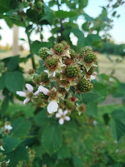A close-up, shallow depth-of-field photograph shows a cluster of unripe green blackberries on a bush. Several small white and pinkish flowers are also visible among the developing fruit. The background is a blur of green leaves and an outdoor scene, suggesting a natural setting, potentially in a garden or a wild area. The image captures the early stages of fruit development on the plant. The location is given as MZ Petrov Gaj, Bosnia and Herzegovina.