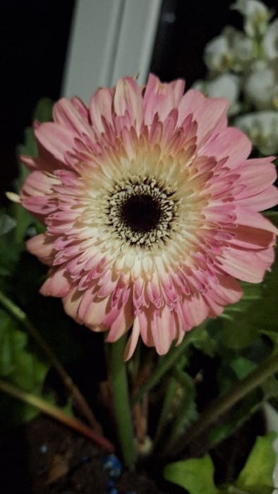 A close-up captures a pink gerbera daisy with a creamy white center and a dark, almost black, central disk. The petals are tightly packed and show variations in pink hues. Background elements include greenery and hints of other white flowers, suggesting a bouquet or floral arrangement. The lighting casts shadows that emphasize the flower's texture and form.