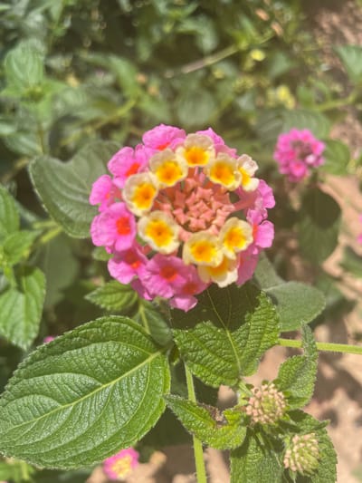 In Albergaria-a-Velha, Portugal, a close-up shot focuses on a vibrant cluster of Lantana flowers. The bloom displays a gradient of colors, starting with pink petals on the outer edge, transitioning to lighter pink and yellow at the center. The individual flowers are small and tubular, clustered together to form a rounded inflorescence. Surrounding the bloom are several large, textured green leaves with prominent veins and serrated edges. The background is softly blurred, showing more green foliage and hints of pink flowers, suggesting a garden setting. The lighting indicates a sunny day, casting gentle shadows and highlighting the textures of the leaves and petals.