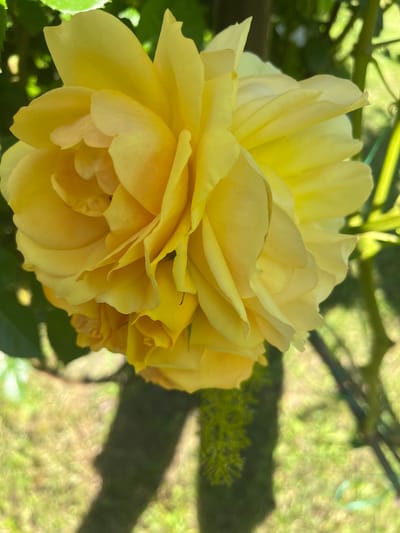 A close-up, vertically oriented, eye-level shot shows a vibrant yellow rose in full bloom, its numerous petals tightly packed and layered, creating a rich texture. The rose is the primary subject, positioned in the upper left quadrant and extending to the right. The lighting highlights the delicate curves and folds of the petals, with some areas catching the light and appearing almost translucent, while others are in soft shadow.
The background is softly blurred, suggesting an outdoor environment. Out-of-focus green foliage can be seen behind the rose, indicating it is likely growing on a bush or tree. The lower portion of the image reveals a dappled pattern of light and shadow on what appears to be a grassy area. A dark, vertical shadow, likely cast by the rose's stem or a nearby object, stretches across the lower half of the frame. Hints of green stems and leaves are visible in the mid-ground, further defining the garden setting. The overall impression is one of natural beauty, with the rose's vivid color and intricate form dominating the scene. There is no indication of human presence or activity. This image does not contain any elements that would place it specifically in Khadyzhensk, Russia.