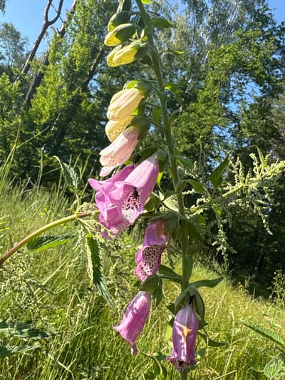 In the city of Żurawiniec, Poland, this image captures a close-up view of a foxglove plant with several bell-shaped flowers in various stages of bloom. The flowers are predominantly pink and cream colored, with some showing dark speckled patterns inside their throats. One of the pink flowers appears to have an insect with dark wings visible within it. The foxglove stalk is green and appears robust, with large green leaves growing from it. The plant is surrounded by lush green grass and other vegetation, suggesting a natural or semi-natural environment. In the background, a dense forest with tall green trees is visible under a clear blue sky. The sunlight suggests it is daytime, casting shadows and highlighting the textures of the plant and its surroundings.