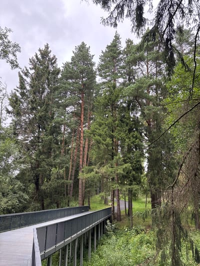 The image shows a wooden walkway with metal railings winding through a dense forest. Tall coniferous trees dominate the scene, their green needles creating a thick canopy overhead. The walkway appears to be elevated above the forest floor, supported by numerous slender pillars. The ground is covered in lush green undergrowth, with some exposed soil and pine needles visible. The sky is overcast and light gray, suggesting a cloudy day. The overall impression is one of a serene natural environment, possibly a park or a nature reserve, that has been enhanced with pedestrian infrastructure to allow visitors to traverse the forest.