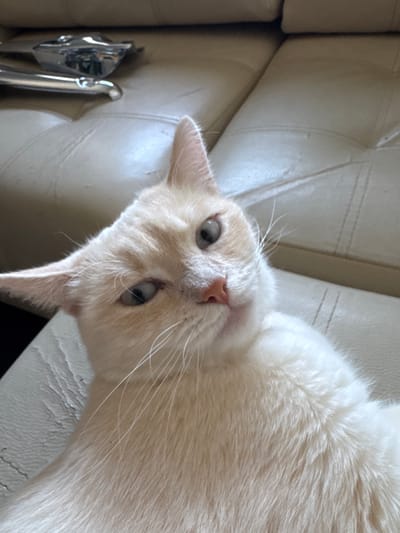 The image shows a close-up, angled shot of a light-colored cat. The cat has pale fur, possibly cream or white with subtle peachy tones, and grey-green eyes. Its head is tilted, and it appears to be looking directly at the camera with a curious or relaxed expression. The background is a soft, neutral-colored surface, likely upholstery, with visible seams and texture, suggesting it is a couch or chair. To the lower left of the frame, a metallic object with reflective surfaces is partially visible, possibly a piece of cutlery or a tool. The lighting is soft and diffused, indicating it's likely daytime, though no specific weather conditions are discernible. The image focuses on the cat's face and upper body, capturing the detail of its fur, whiskers, and facial features. There is no visible text in the image. The setting appears to be indoors, in a comfortable domestic environment. The lack of any background context specific to Боголюбово, Russia, means that this detail cannot be visually confirmed from the image itself.