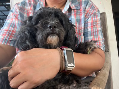 A person wearing a blue and red plaid shirt is holding a small, black, fluffy dog. The dog is looking directly at the camera with its head resting on the person's arm. The person is wearing a smartwatch on their left wrist. The scene appears to be outdoors, with a wooden chair visible and some foliage in the background. The overall setting suggests a casual, possibly home environment. The image was taken in Karangkebagusan, Indonesia.