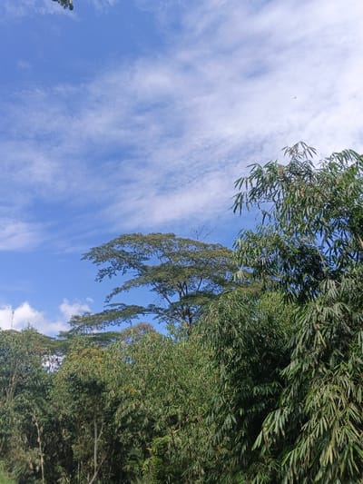 A vibrant blue sky dappled with thin, white clouds serves as a backdrop for lush greenery. Trees with dense foliage occupy the lower half of the frame. A particularly tall tree, distinguished by its umbrella-like canopy, rises above the others. Bamboo with long green leaves is prominent on the right side. Sunlight illuminates the scene, enhancing the colors and textures of the natural environment.
