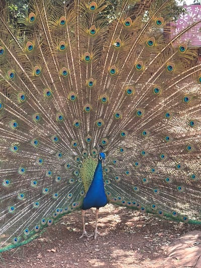 A peacock displays its full tail feathers in Misgav Regional Council, Israel. The bird's blue body is centered, surrounded by a radiating fan of brown and iridescent feathers with distinctive eye-shaped markings. The peacock stands on brown soil.
