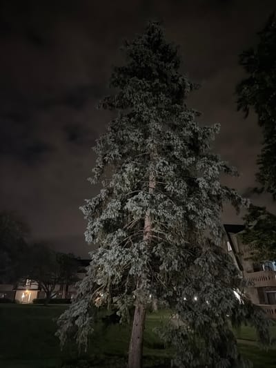 The image is a nighttime, low-angle shot of a large evergreen tree with a conical shape and blue-green needles. The tree is in the foreground and takes up a significant portion of the frame. Its branches are full and appear somewhat droopy. In the background, a multi-story building with balconies and windows is visible. The building has a somewhat dated architectural style. There are also other trees and landscaping in the background, illuminated by ambient light. The sky is dark with some clouds that are faintly visible. The overall impression is of a residential or apartment complex setting at night. The image was taken in Vernon Hills, United States of America.