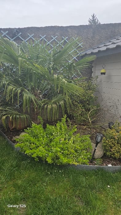 This image depicts a garden scene in Ottonville, France, under an overcast sky. The foreground features a manicured lawn of green grass. A dark grey garden edging separates the lawn from a planted bed. The midground contains a prominent palm-like plant with multiple trunks and large, green fan-shaped fronds, some appearing droopy. Two terracotta pots are partially visible beneath the palm. To the right of the palm, a dense, bright green bush is present, along with a sparser shrub with yellowish-green foliage. A black solar-powered garden light resembling a torch is staked into the ground near a large grey rock in the planted area. The background features a dark, thatched-style fence or wall, adorned with a light blue or grey lattice trellis. To the right, a portion of a light grey building with horizontal siding is visible, topped by a grey tiled roof. A yellow wasp trap hangs from the roof overhang against the building wall. Above the fence and roofline, the sky is uniformly light grey and overcast. A single conifer treetop is visible against the sky in the upper right quadrant. No individuals or active interactions are present in the scene.