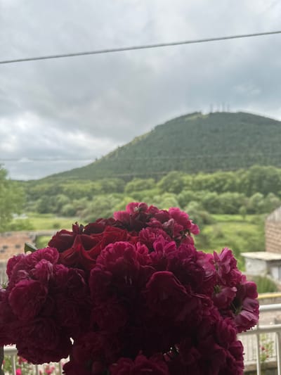 In Bavra, Georgia, a close-up shot focuses on a bouquet of dark pink and red roses, occupying the foreground. Behind the flowers, a blurred landscape unfolds under a cloudy sky. A verdant hill dominates the mid-ground, with a few indistinct structures visible on its summit. The background features more rolling green hills and trees. A thin wire stretches horizontally across the upper portion of the frame, likely a utility line. A white railing runs along the bottom right, suggesting the vantage point is from a balcony or porch. The overall atmosphere is muted and overcast, with the vibrant roses providing a splash of color against the subdued natural backdrop.