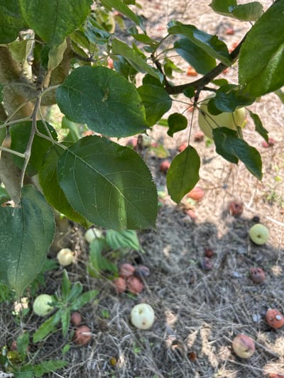 The image depicts a close-up view of an apple tree branch with green leaves and a few unripe apples. The ground beneath the tree is covered with dry grass and fallen apples, some of which appear to be bruised or rotten. The lighting suggests it is daytime, with sunlight casting shadows. The scene is consistent with an orchard or garden setting, potentially in Zaboizkiy, Russia, given the context. No people or animals are visible in the frame.