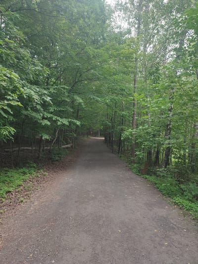 The image shows a gravel path winding through a dense forest. The path is in the foreground and leads into the distance, bordered on both sides by numerous trees with lush green foliage. The trees on the left appear to be a mix of deciduous species, while those on the right include some taller trees with lighter bark, possibly birch. The ground on either side of the path is covered in fallen leaves and undergrowth. The lighting suggests an overcast day, with diffused light filtering through the canopy. There are no people or animals visible in the scene. This path is located in the Parc national du Mont-Saint-Bruno, within the city of Saint-Bruno-de-Montarville, Quebec, Canada, a protected natural area characterized by its volcanic hills and diverse forest ecosystems.