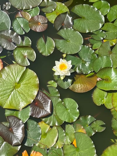 A still, dark body of water is covered with numerous lily pads of varying sizes and shades of green and reddish-brown. A single white water lily with a bright yellow center floats in the middle of the scene. Sunlight casts shadows on the lily pads. There is no indication of the city of Tatariv, Ukraine, in this image.
