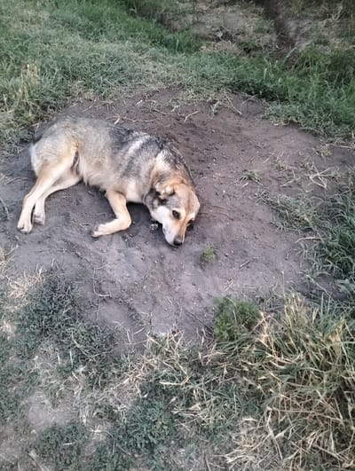 A tan and grey dog lies on a patch of dirt surrounded by green grass. The dog is lying on its side with its head resting on the ground, looking to the right. Its eyes are open and it appears to be alert. The fur on the dog is short and appears to be somewhat dirty. The dog's paws are visible and are a lighter tan color. The dirt patch is roughly oval-shaped and appears to be packed down. There are a few small twigs and pieces of debris scattered on the dirt. The grass surrounding the dirt patch is green and appears to be somewhat dry in places. The lighting in the image suggests it is daytime, possibly late afternoon due to the shadows. The overall setting appears to be outdoors, possibly in a rural or natural area. There is no visible text in the image.