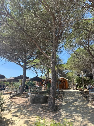 The image depicts an outdoor seating area, likely a cafe or restaurant, located in Biddeputzi/Villaputzu, Italy. Tall pine trees with sparse canopies cast dappled shadows across a paved walkway and seating areas. Several thatched umbrellas provide shade over tables and chairs. A small wooden structure, possibly a bar or shop, is visible in the background. People are seated at tables, some appearing to be patrons while others may be staff. The ground is a mixture of paving stones and gravel. The environment suggests a warm, sunny climate, characteristic of a Mediterranean coastal town.