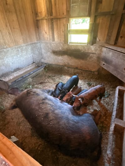 In a dimly lit wooden barn in South Dundas, Canada, a mother pig is lying down while several piglets huddle around her, some nursing. The barn is rustic, with wooden plank walls and a dirt floor covered in hay. A long, metal trough filled with water or feed runs along the left wall. A small, multi-paned window is visible on the back wall, letting in a shaft of light. The overall impression is one of a calm, domestic scene.