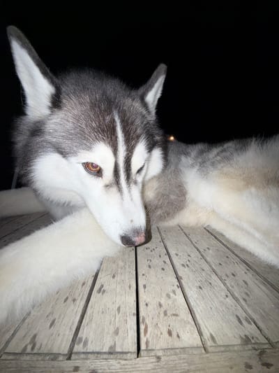 A Siberian Husky with grey and white fur lies on a wooden table at night. The dog is facing to the left, with its head lowered and eyes looking down. Its front paws are crossed in front of its face. The wooden table has visible grain and appears to be outdoors, possibly on a deck or patio. The background is completely black, indicating a dark, unlit environment. There is no indication of the dog's specific location within the city of Lège-Cap-Ferret, France.