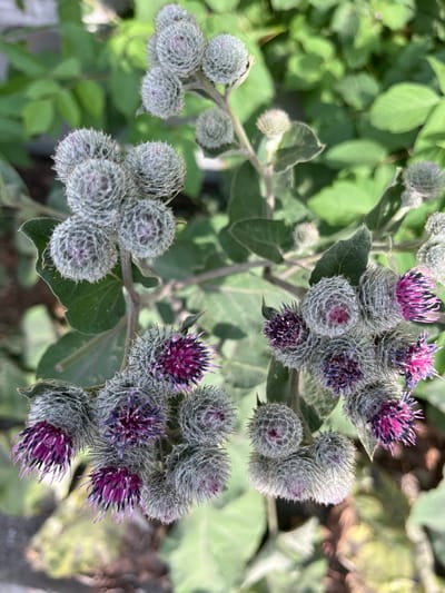The image shows a close-up view of a burdock plant in bloom. The plant has several round, spiky seed heads, some of which have unfurled to reveal clusters of small, thistle-like flowers in shades of pink and purple. The background is filled with lush green foliage, suggesting an outdoor setting, likely in a natural or garden environment. The image does not contain any people, actions, or interactions, and no specific location in the city of Termirtaw city administration, Kazakhstan can be determined from the visual information alone.