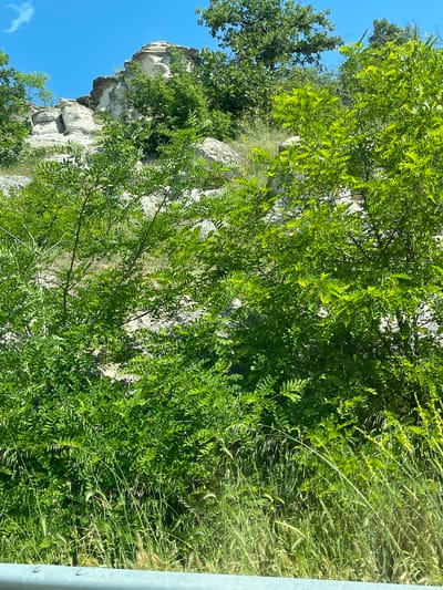 The image displays a vibrant natural landscape, primarily composed of dense green foliage and light-colored rock formations under a clear blue sky. The scene depicts a rugged hillside or cliff, heavily vegetated with various trees and bushes.
The prominent subjects are the abundant green leaves, many of which are small and compound, suggesting deciduous species. These plants grow densely, creating a rich texture of green across most of the frame. Interspersed among the vegetation are large expanses of light-colored rock, likely limestone, forming natural cliffs and outcrops. On the far left, a distinct rock formation notably resembles the profile of a human face, a striking example of pareidolia.
The sky, visible in the upper left, is a clear and bright blue, indicating fair weather conditions. The overall bright illumination suggests it is bright daylight, likely midday or early afternoon. No specific activity or event is taking place; the image presents a static view of the natural environment.
A thin, light-colored metal guardrail is partially visible along the extreme right edge of the main image, suggesting the proximity of a road or pathway. The scene is located in Madrets, Bulgaria, and conveys a sense of untouched nature. No visible text is present in the image.