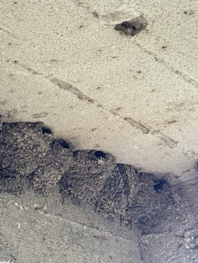 The image shows a close-up view of several mud nests constructed by birds, likely swallows, adhered to a rough, textured, light-colored surface, possibly concrete or stucco. The nests are clustered together and appear to be multi-chambered. One nest in the center has a visible opening. The surrounding surface shows some discoloration and what appear to be faint linear markings or cracks. In the bottom right corner, a darker area of the textured surface is visible, with some debris. The lighting suggests an overhead source, casting subtle shadows. The image does not contain any people, or any identifiable landmarks indicating a specific location within Tandzia, Georgia.